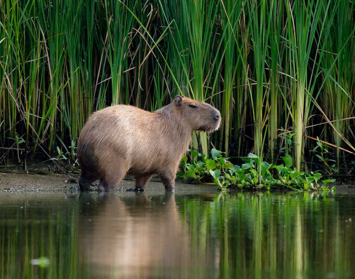 Капибара обыкновенная (Hydrochoerus hydrochaeris) фото