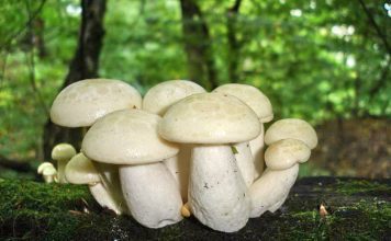 Лиофиллум ильмовый