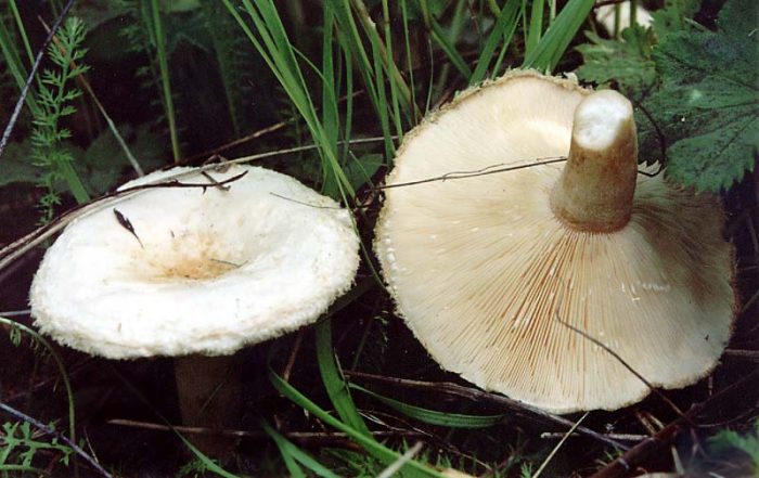 Млечник щитовидный (Lactarius aspídeus) фото