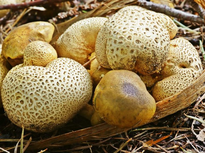 Моховик паразитный, паразитический (Pseudoboletus parasiticus) фото