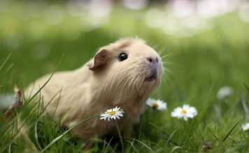 Морская свинка