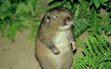 Аплодонтия