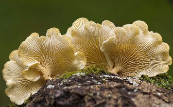 Пилолистники