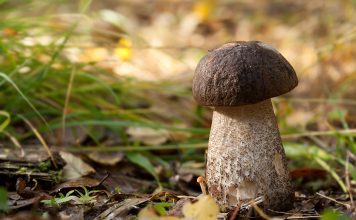 Подберёзовики