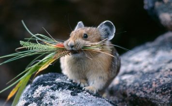 Мышь полевая