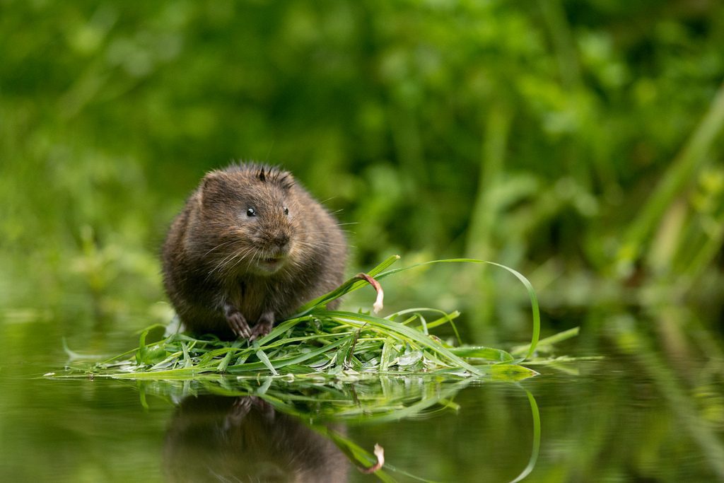 Полёвка водяная