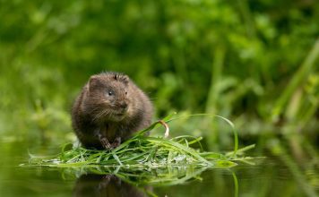 Полёвка водяная