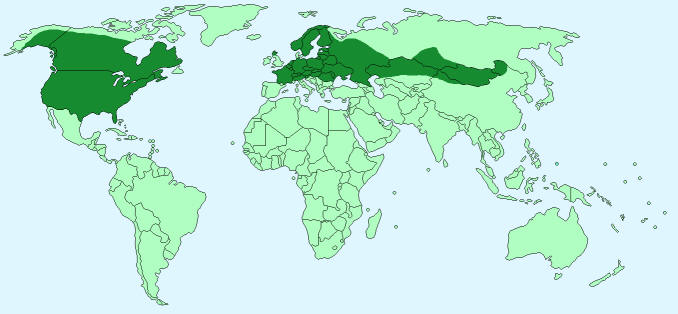 Распространение бобров фото