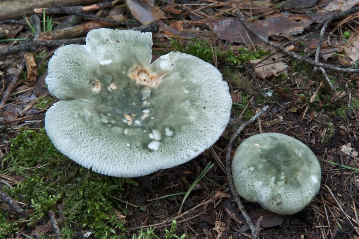 Сыроежка зеленоватая (Rússula viréscens) фото