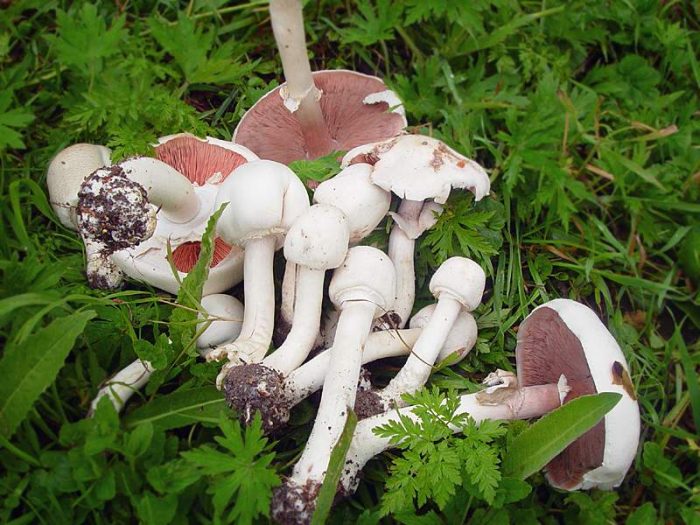 Шампиньон луговой (Agaricus campestris) фото