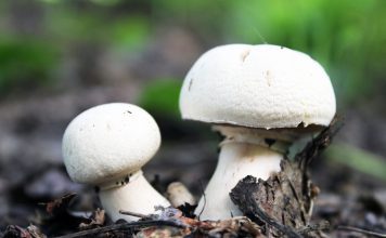 Шампиньоны