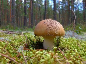 Мухомор съедобный