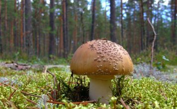 Мухомор съедобный