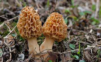 Сморчки и сторчки