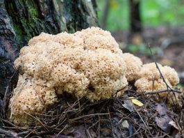 Спарассис курчавый, грибная капуста, боровая капуста, заячья капуста, дрягель курчавый, «грибное счастье», гриб-баран, царь-гриб фото