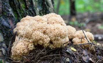 Спарассис курчавый