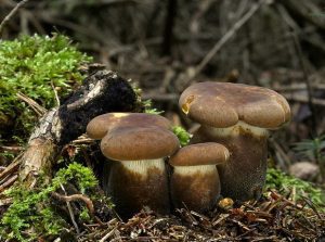 Свинушка толстая