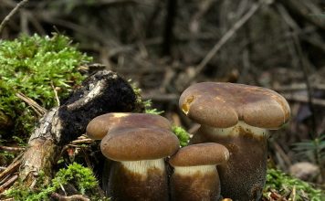 Свинушка толстая