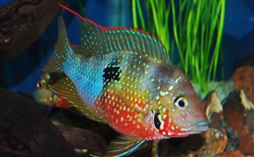 Цихлазома Меека