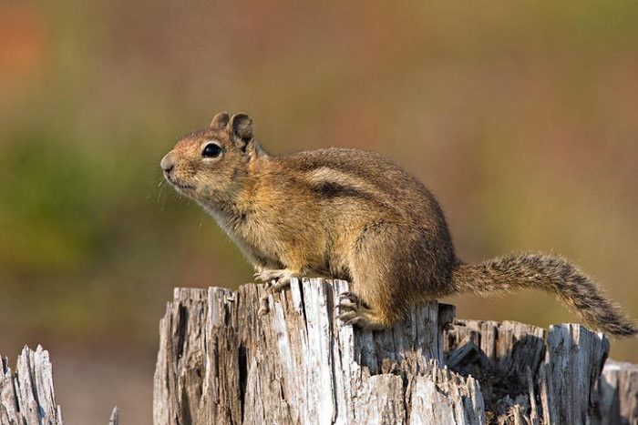 Суслик Каскадных гор или каскадный суслик (Callospermophilus saturatus) фото