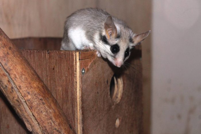 Чернохвостая соня (Eliomys melanurus) фото