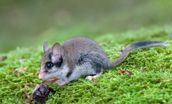 Садовая соня (Eliomys quercinus) фото