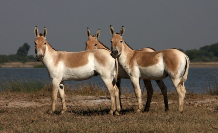 Индийский кулан (Equus hemionus khur) фото