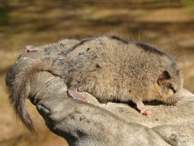 Японская соня (Glirulus japonicas) фото