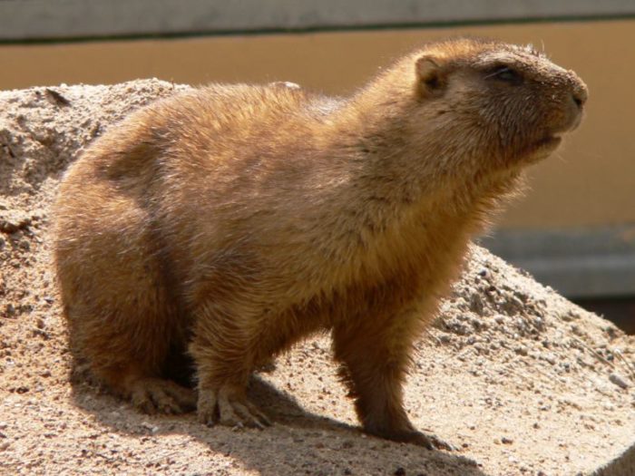 Байбак (Marmota bobak) фото