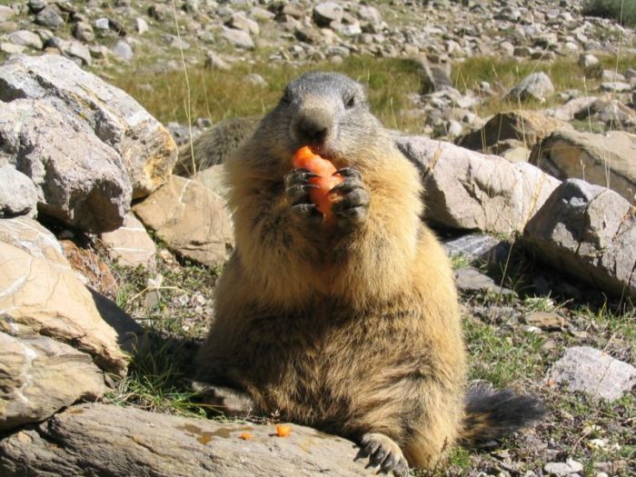 Сурок Мензбира (Marmota menzbieri) фото