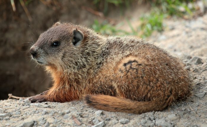 Лесной сурок (Marmota monax) фото