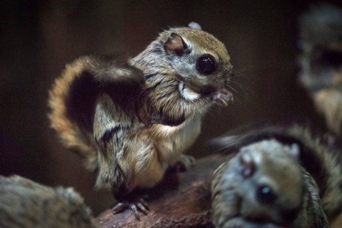 Японская летяга или малая летяга (Pteromys momonga) фото