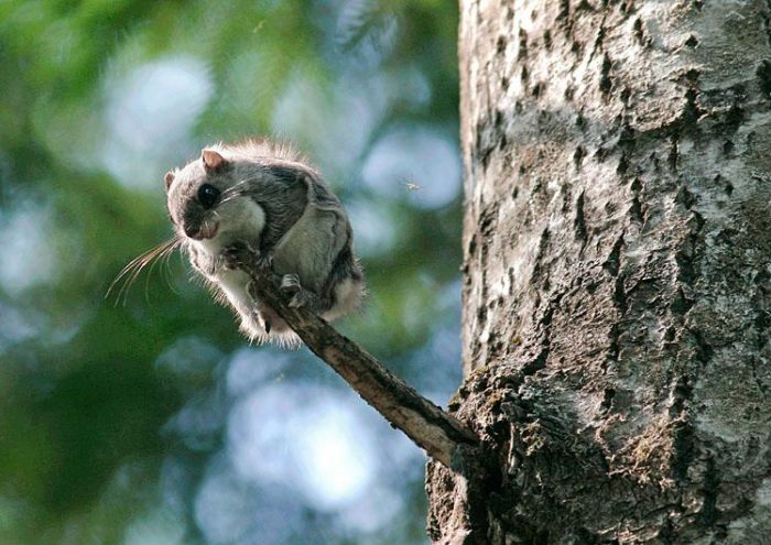 Обыкновенная летяга или белка-летяга, или летучая белка (Pteromys volans) фото