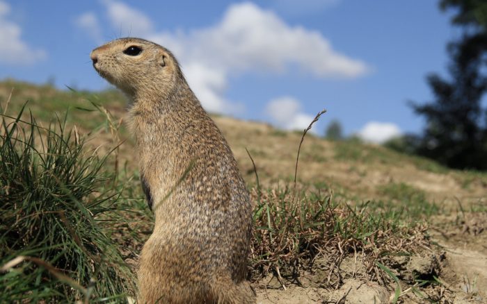 Европейский или западный или серый суслик (Spermophilus citellus) фото