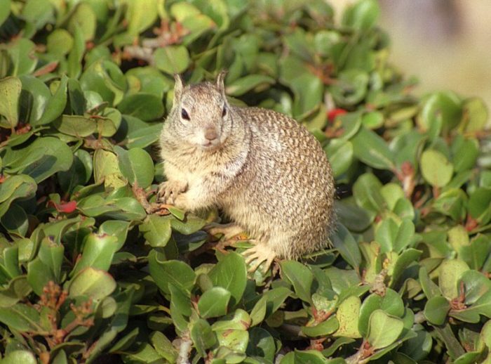 Даурский, или забайкальский суслик (Spermophilus dauricus) фото