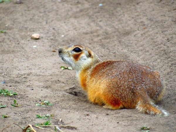 Краснощёкий суслик (Spermophilus erythrogenys) фото