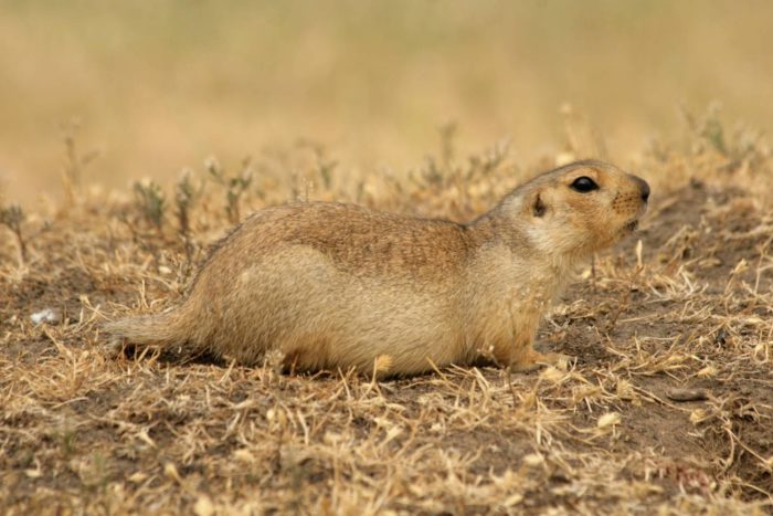 Жёлтый суслик, или суслик-песчаник (Spermophilus fulvus) фото