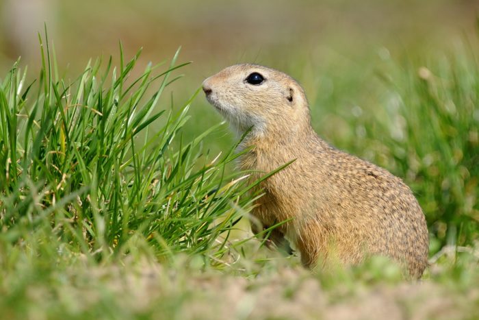 Большой, или рыжеватый суслик (Spermophilus major) фото