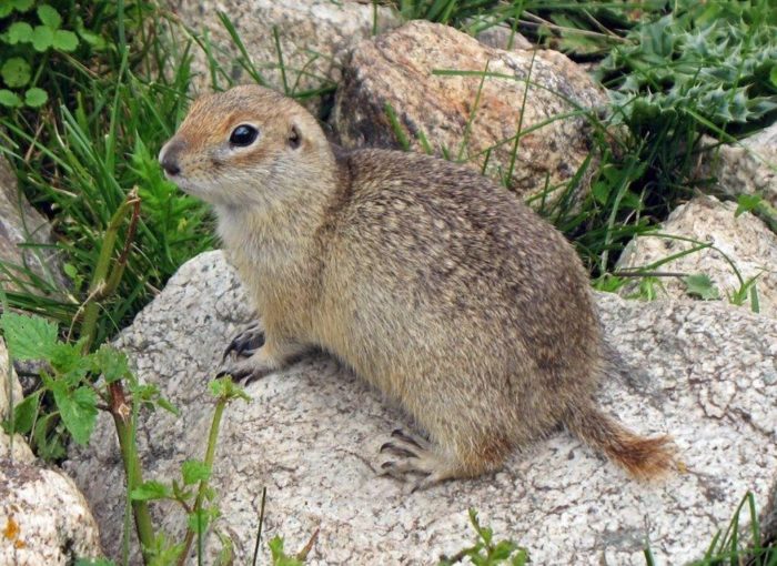 Горный, или горный кавказский суслик (Spermophilus musicus) фото