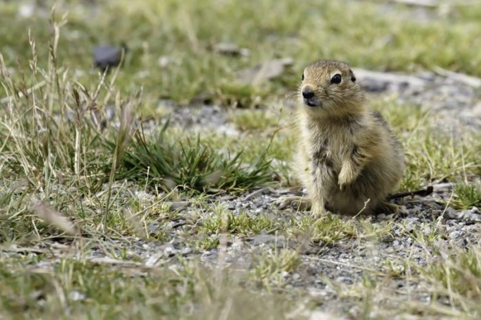 Американский, или берингийский, или американский длиннохвостый суслик (Spermophilus parryi) фото