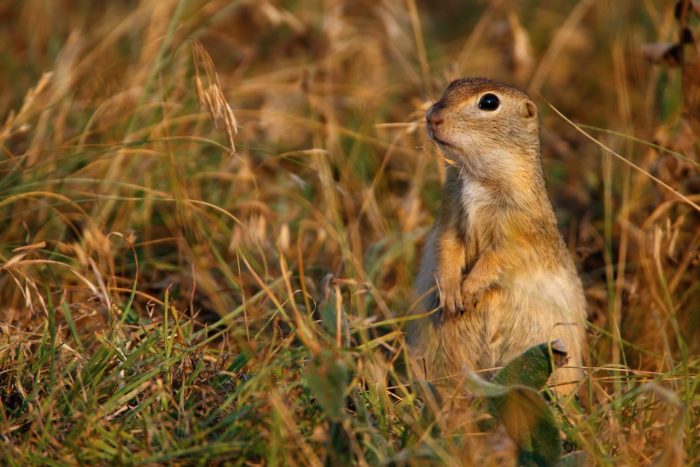 Малый суслик (Spermophilus pygmaeus) фото