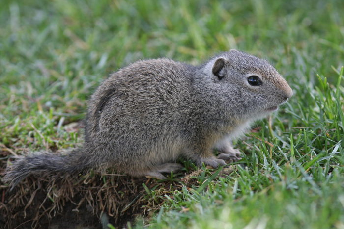 Реликтовый, или тянь-шаньский суслик (Spermophilus relictus) фото