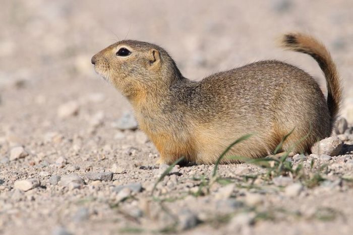 Суслик Ричардсона (Spermophilus richardsonii) фото