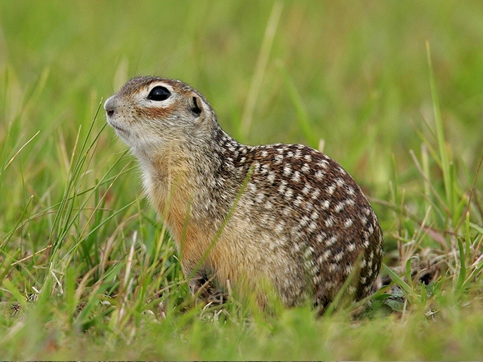 Крапчатый суслик (Spermophilus suslicus) фото