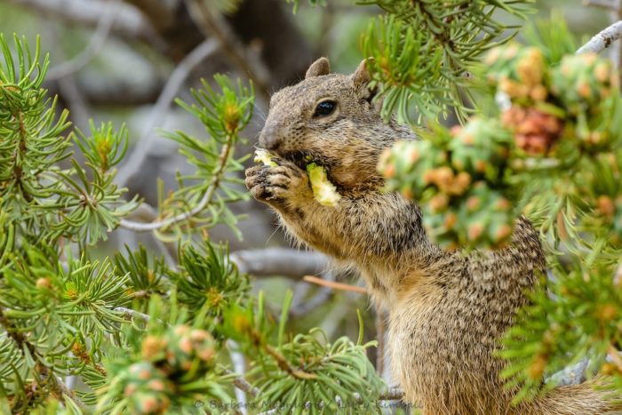 Скалистый, или каменный суслик (Spermophilus variegatus) фото