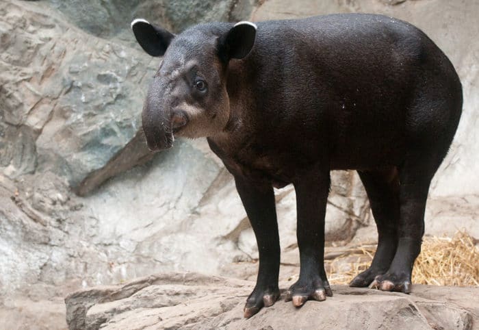 Центральноамериканский тапир или тапир Бэрда (Tapirus bairdii) фото