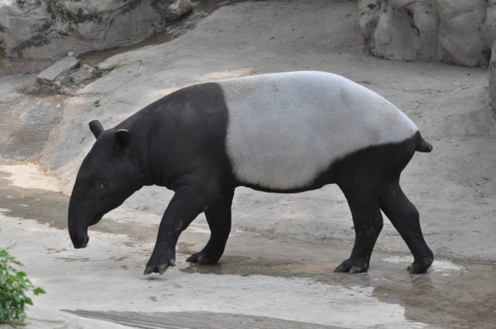 Чепрачный тапир (Tapirus indicus) фото