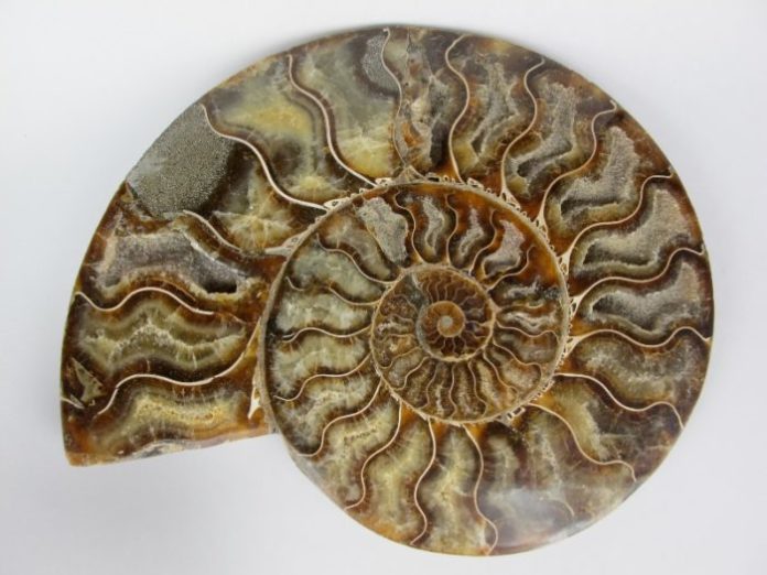 Аммонит