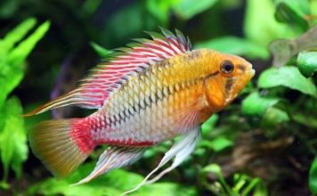 Апистограмма Агассица