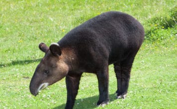 Горный тапир